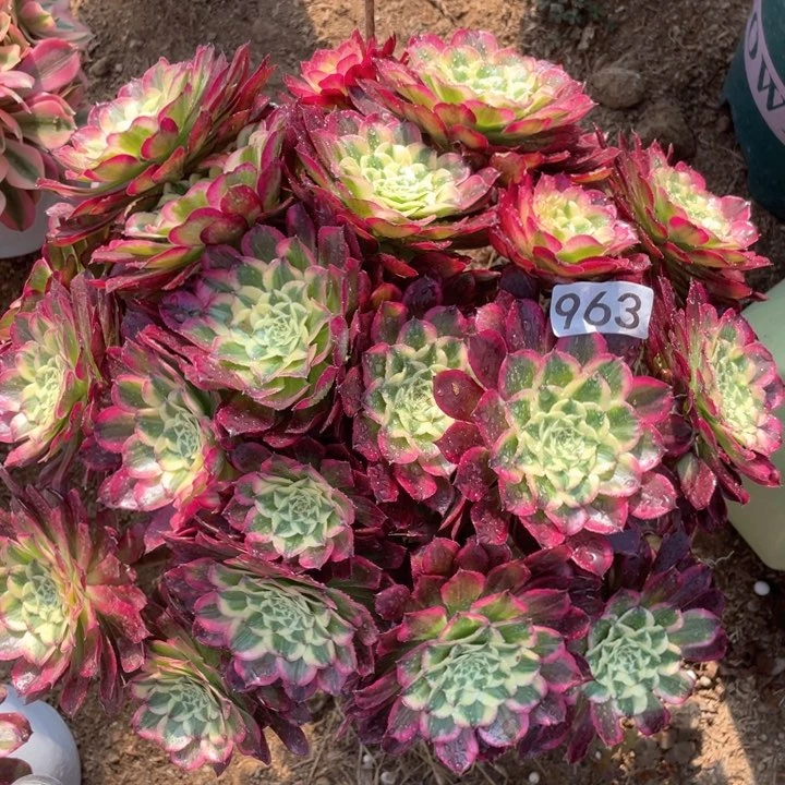 963多肉植物天和