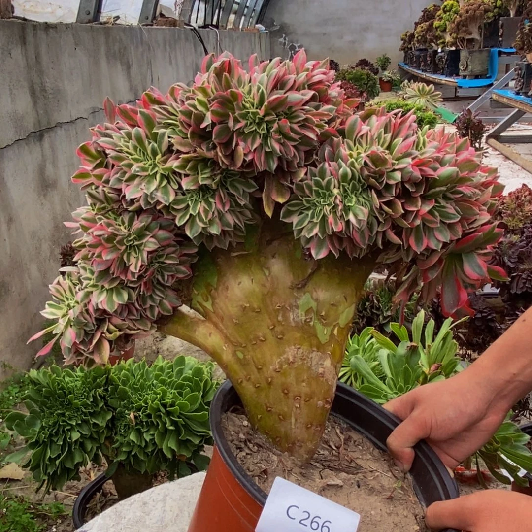 粉女巫c266所见即所得