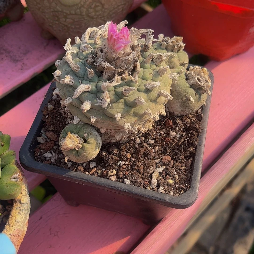 1**5多肉植物组合