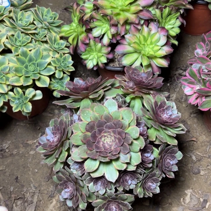 多肉植物断枝不包79