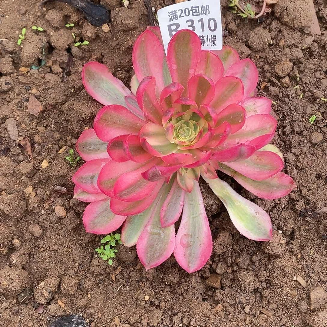 310倾城之恋多肉法师锦