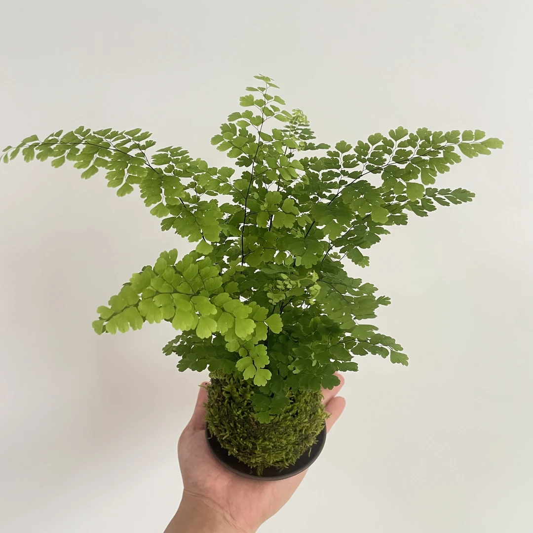 飘逸铁线蕨·苔藓球 室内绿植盆栽耐阴保湿可用于雨林造景净化空气