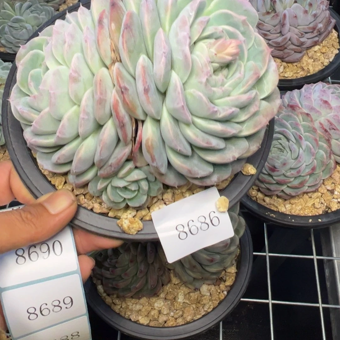 (****)8686多肉多多多