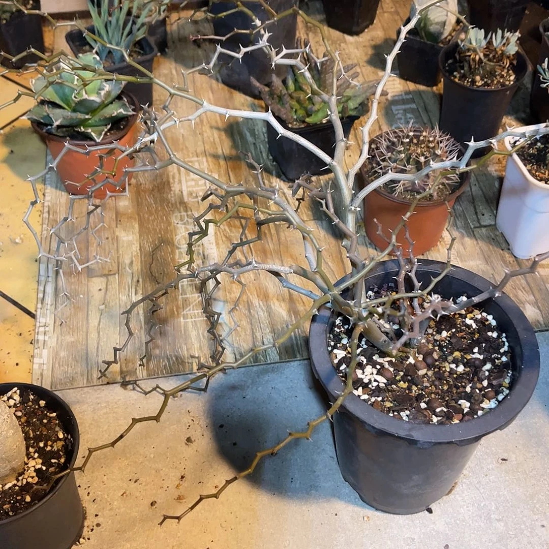 母本级弯曲龙大老桩一物一拍