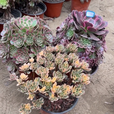 772多肉植物组合，