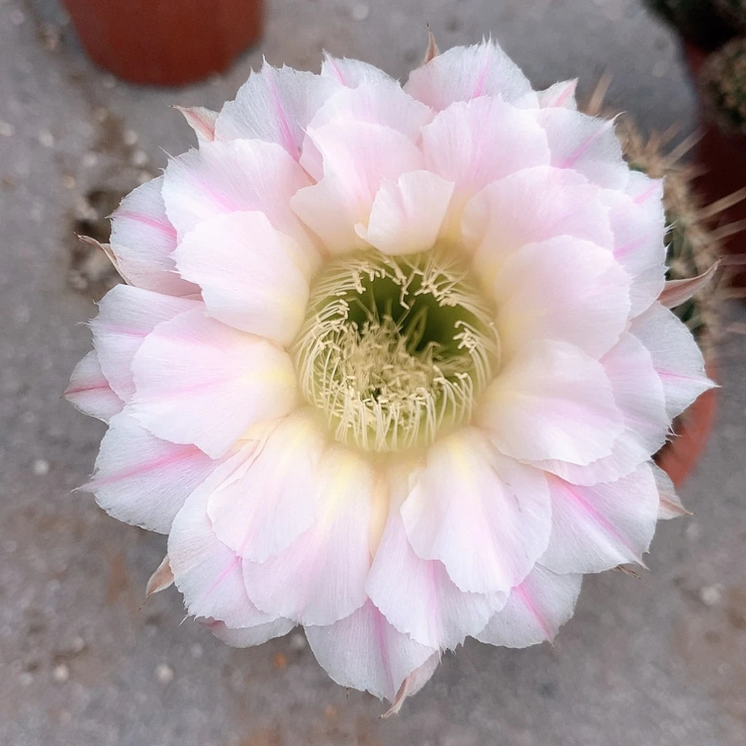 3322实生彩草15公分杯