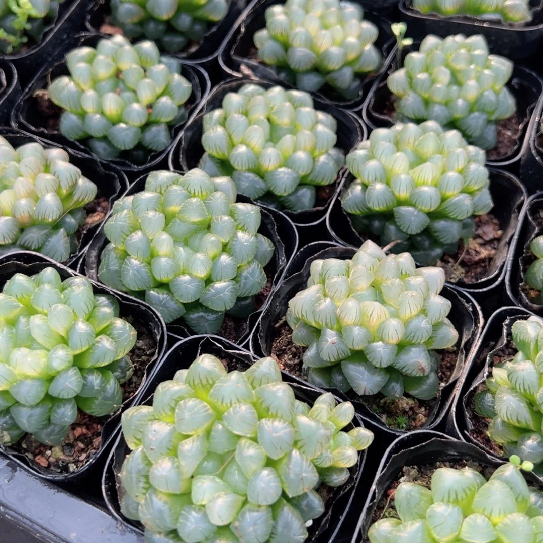 方盆三盆糯肌玉露多肉植物