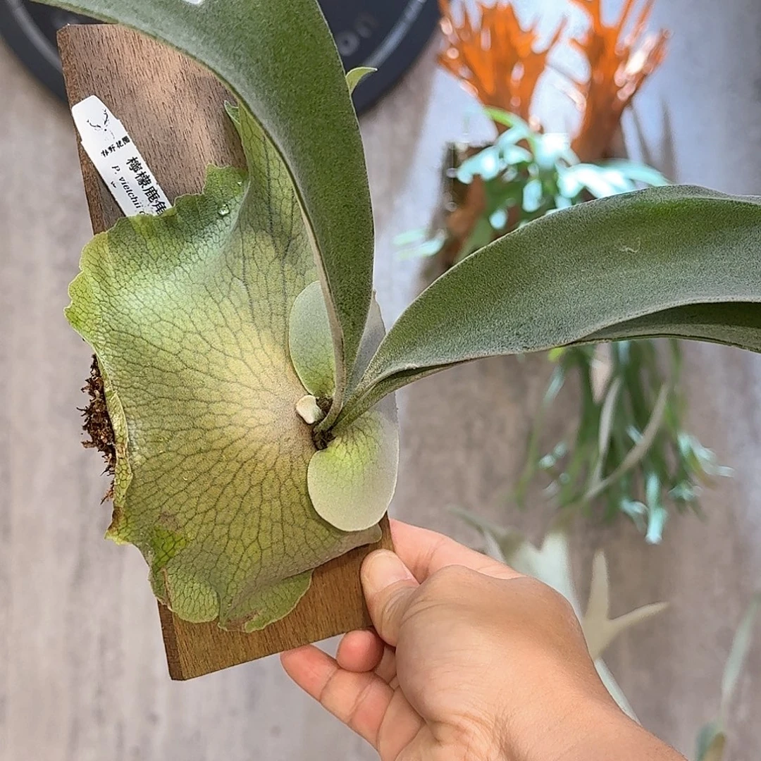 不开花植物春野花园柠檬鹿角蕨书签板