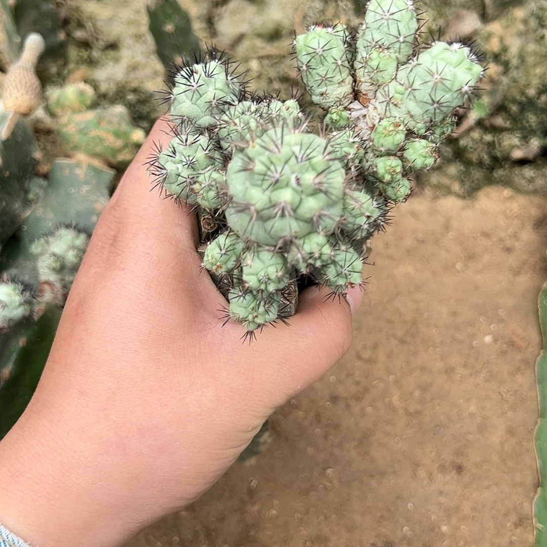 小群帝王丸仙人球一个