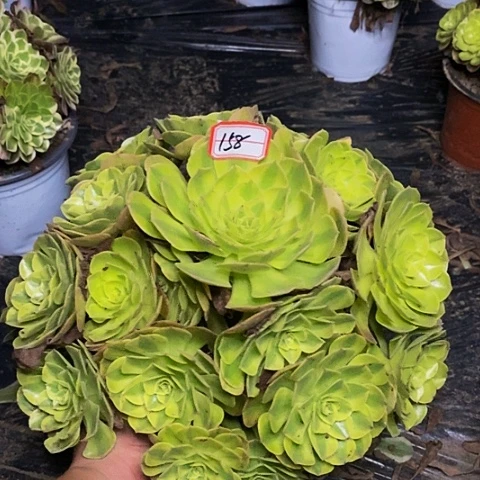 雨荷老桩捧花158号