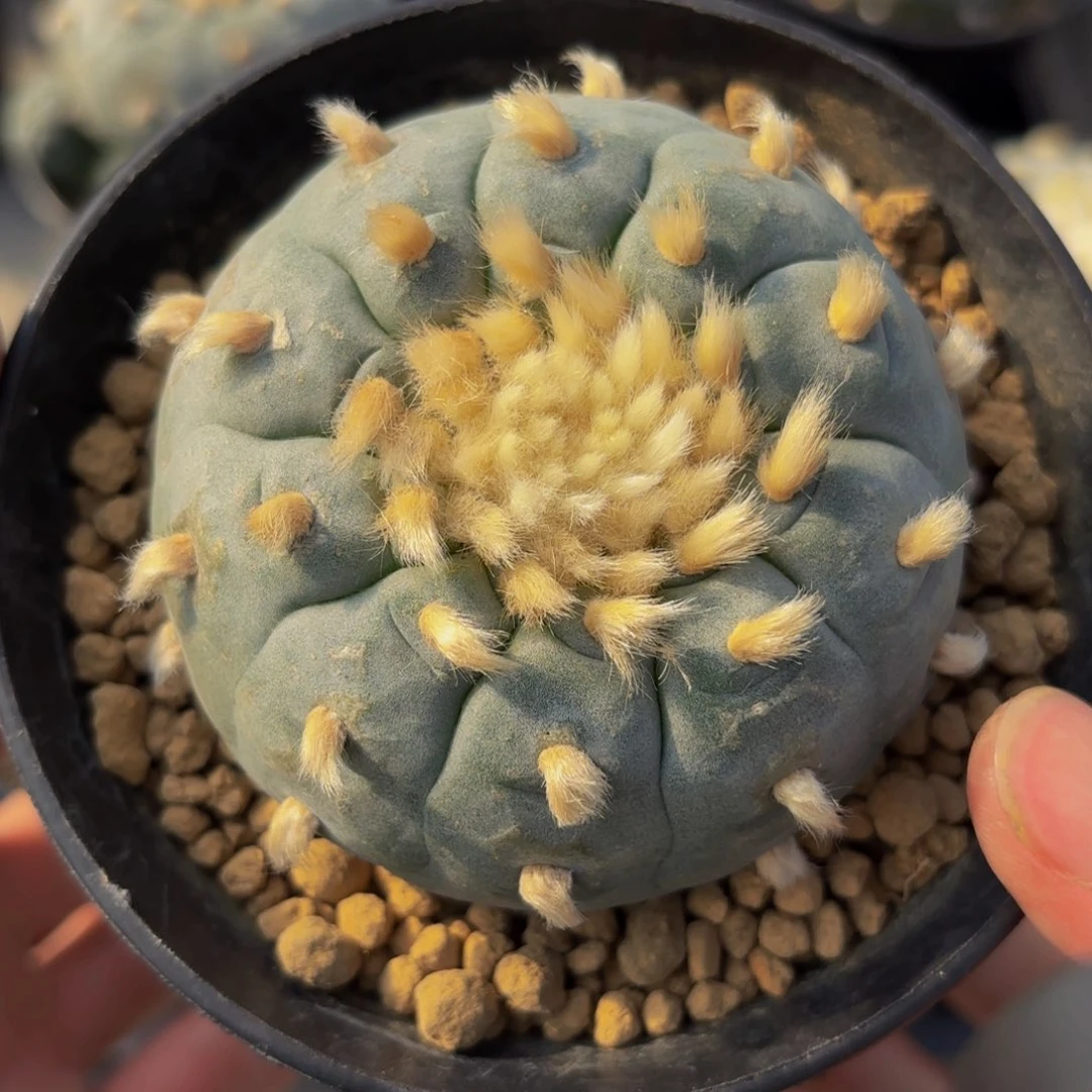 G g g g g g g g g g 488