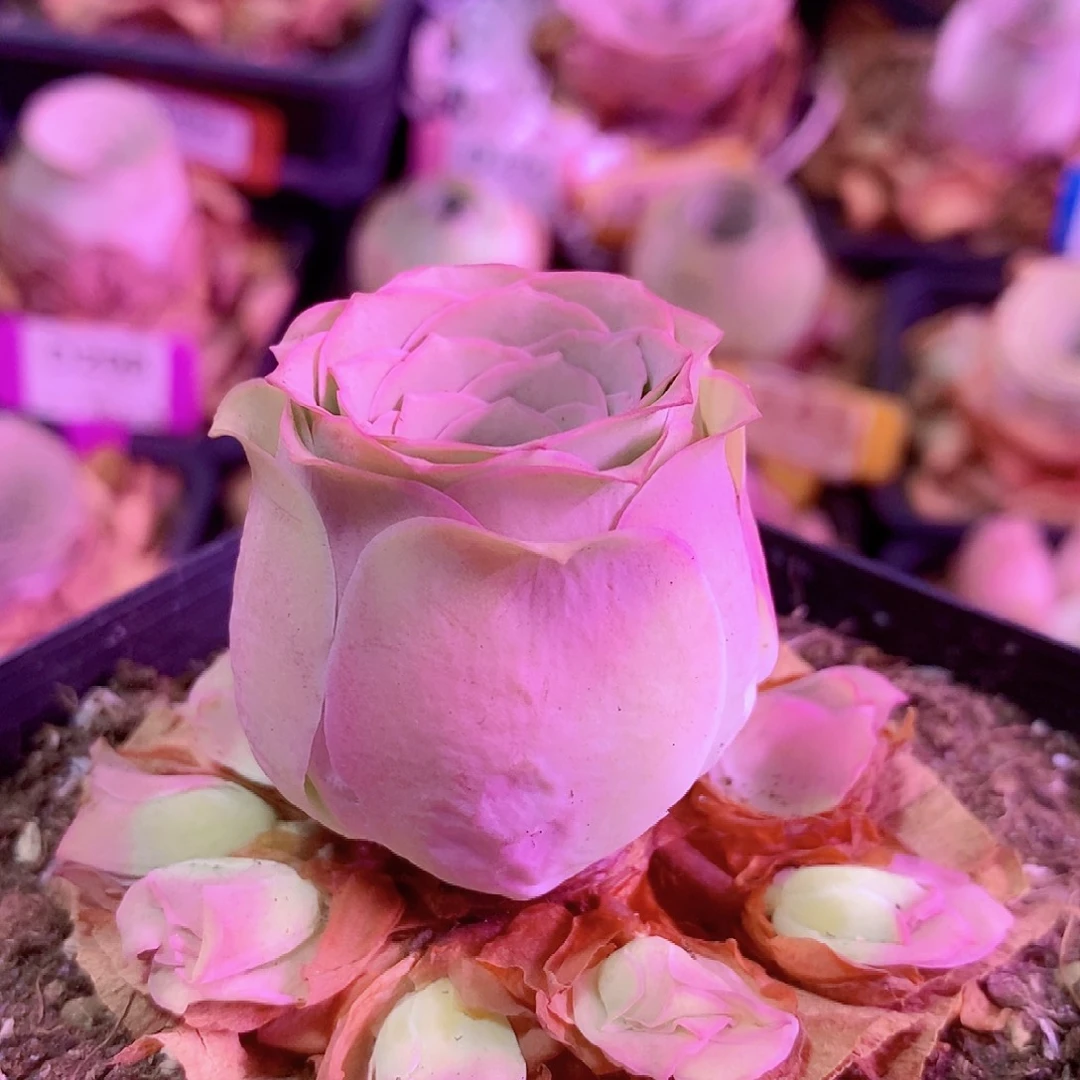 小***妈山地玫瑰一物一拍021zf