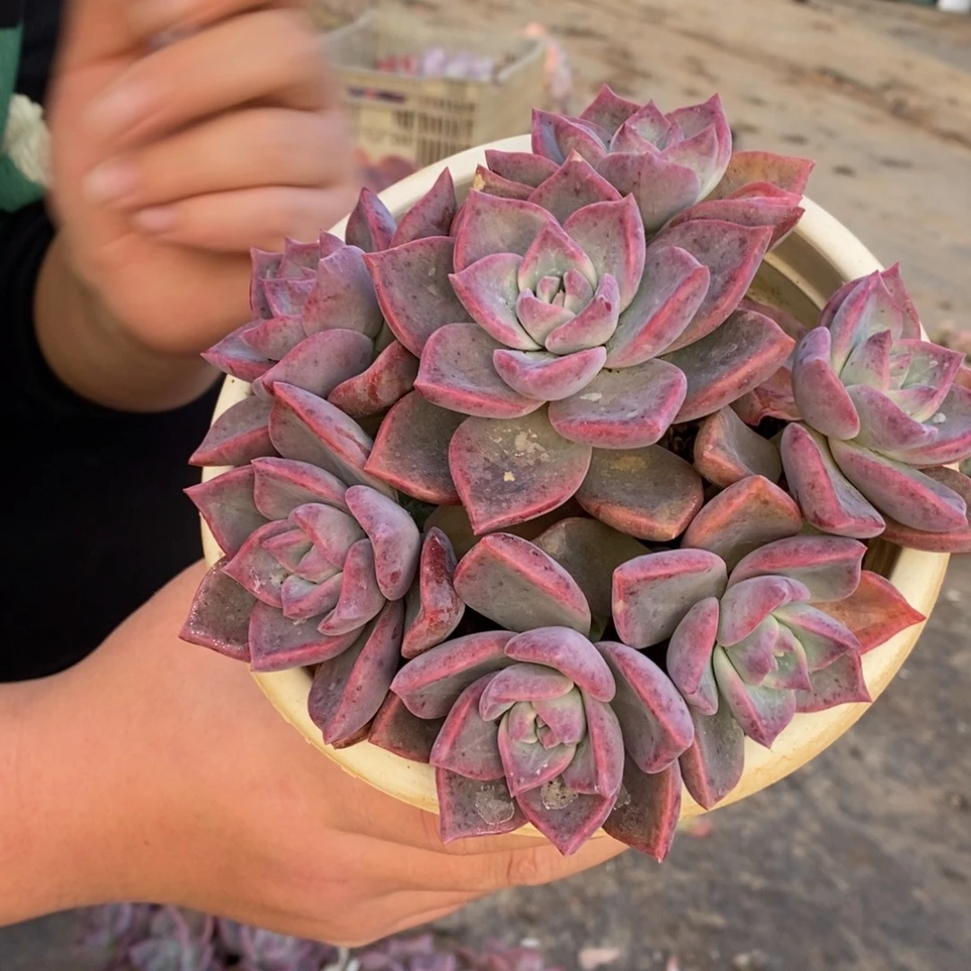 冰月六头起发整桩带盆土