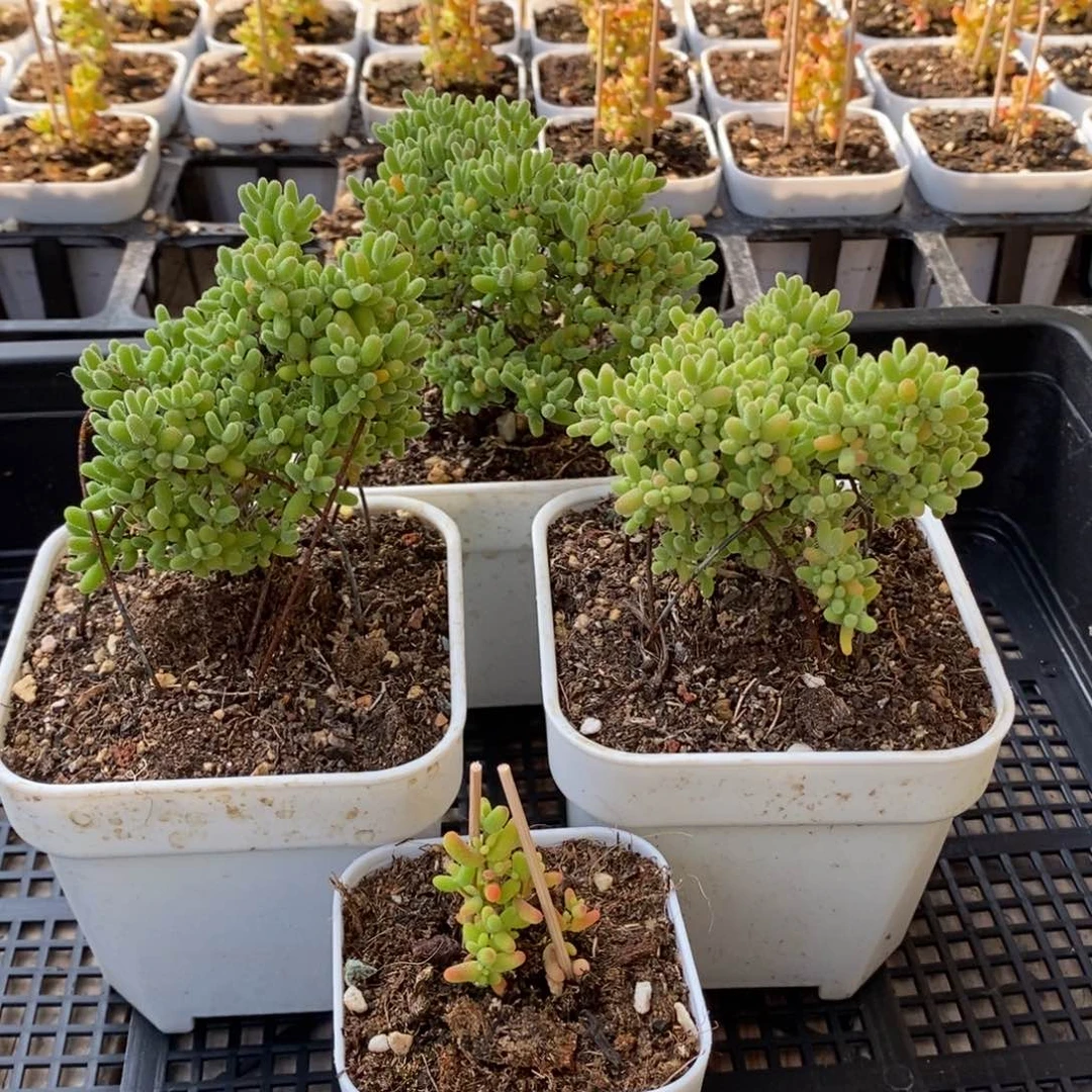 枝干番杏多肉植物944