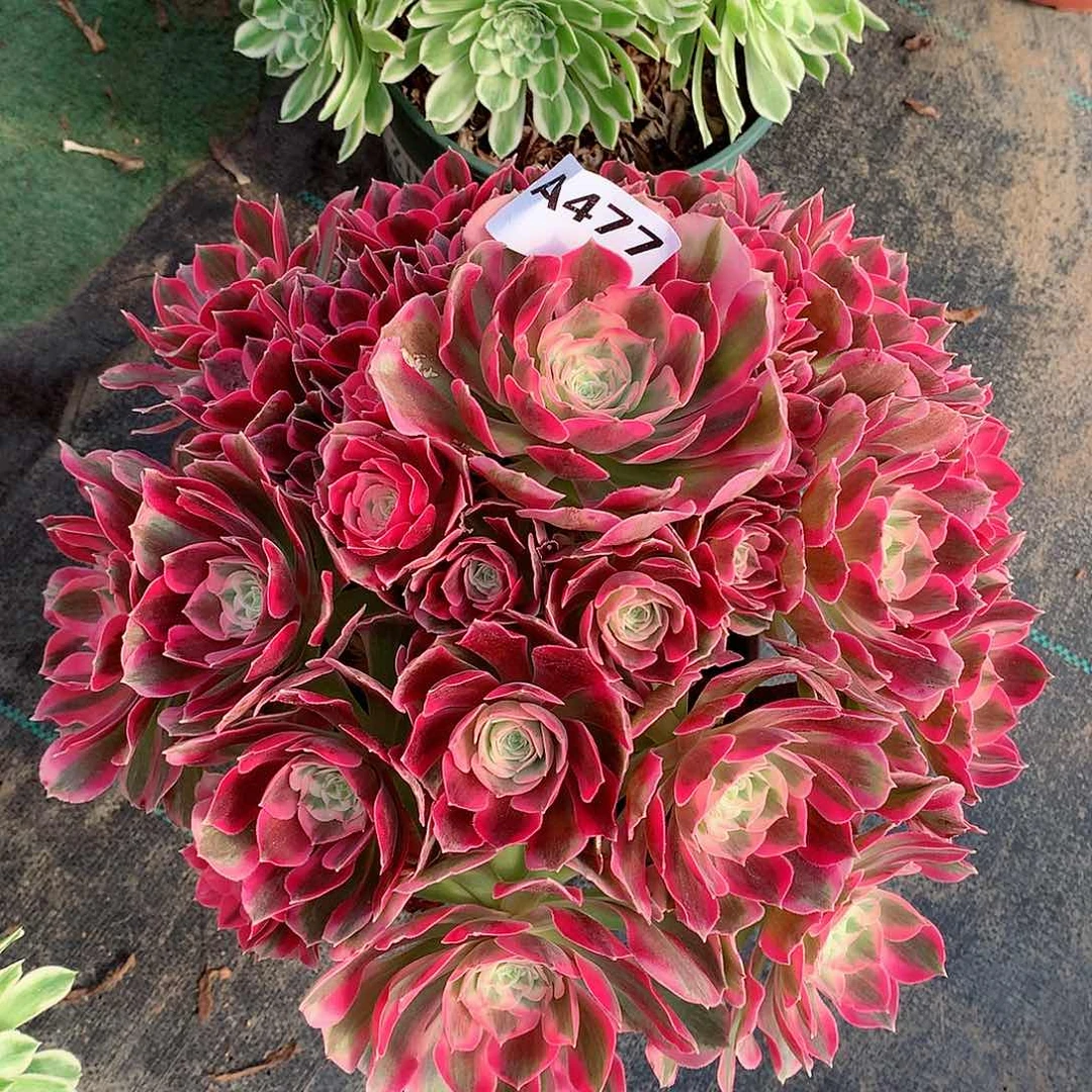 477.粉女郎多肉植物