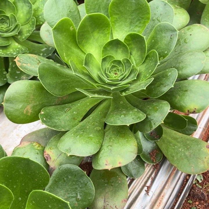 文***秀奖品一颗多肉植物法师