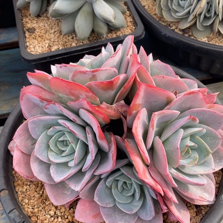 【闪购商品】布鲁兰