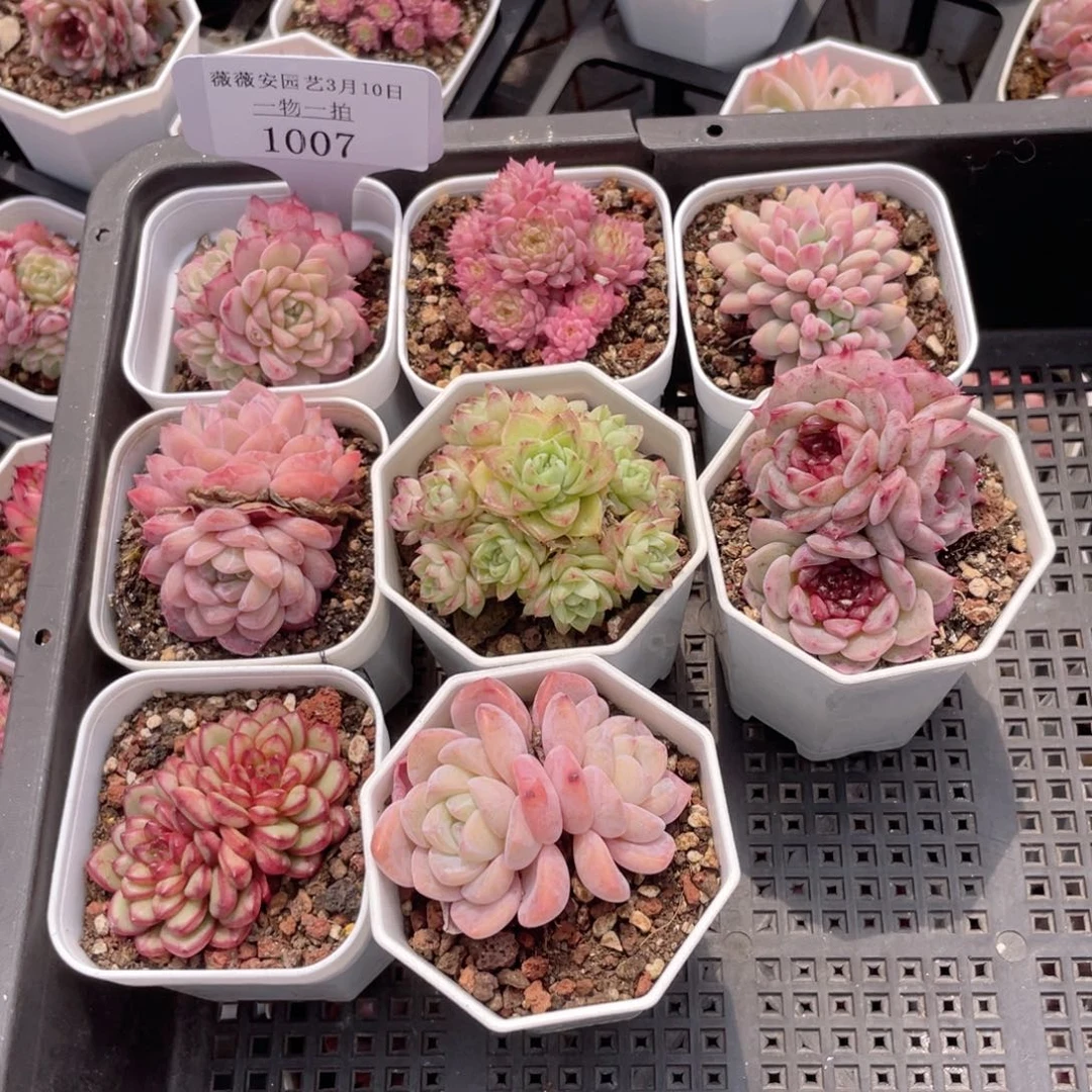 薇薇安园艺多肉1007