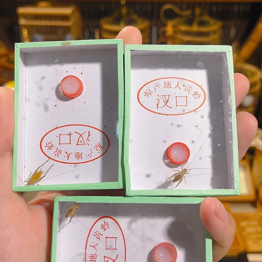 蟋蟀三只长须大黄蛉