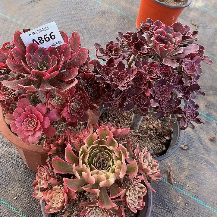 白***依866美杜莎香奈儿白月光不包生死