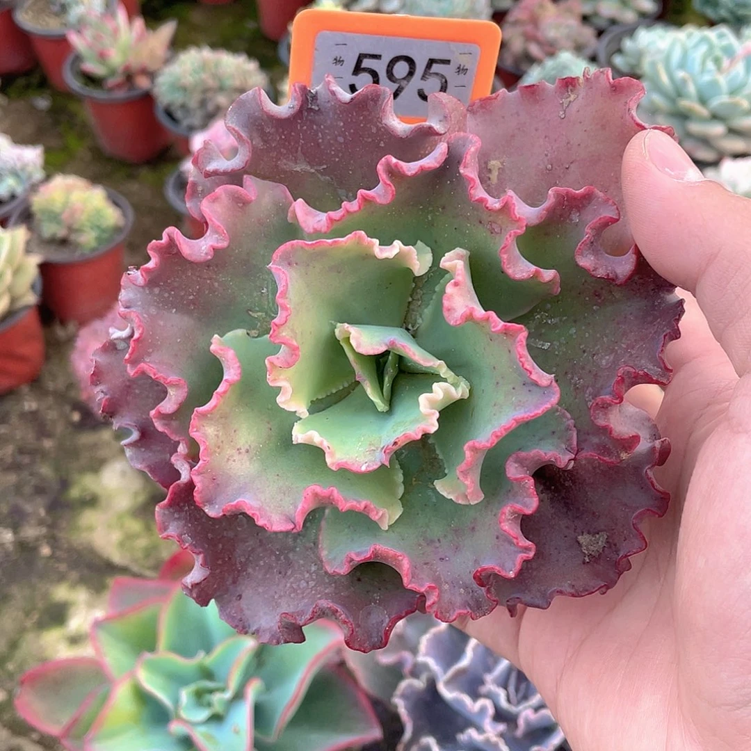 漫***情595号多肉植物盆栽