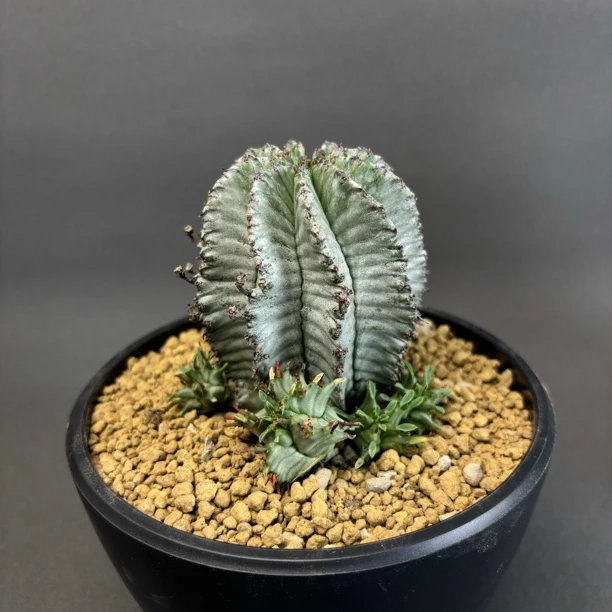 实生白衣魁伟玉 MO-158 大戟科 潮流块根 多肉植物 一物一拍