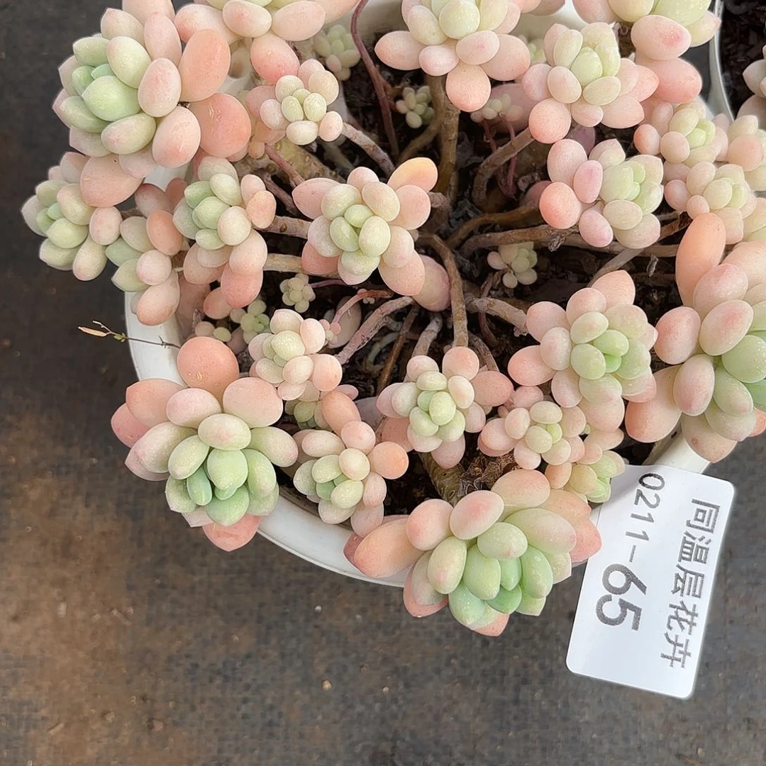 同温层多肉65洛可可