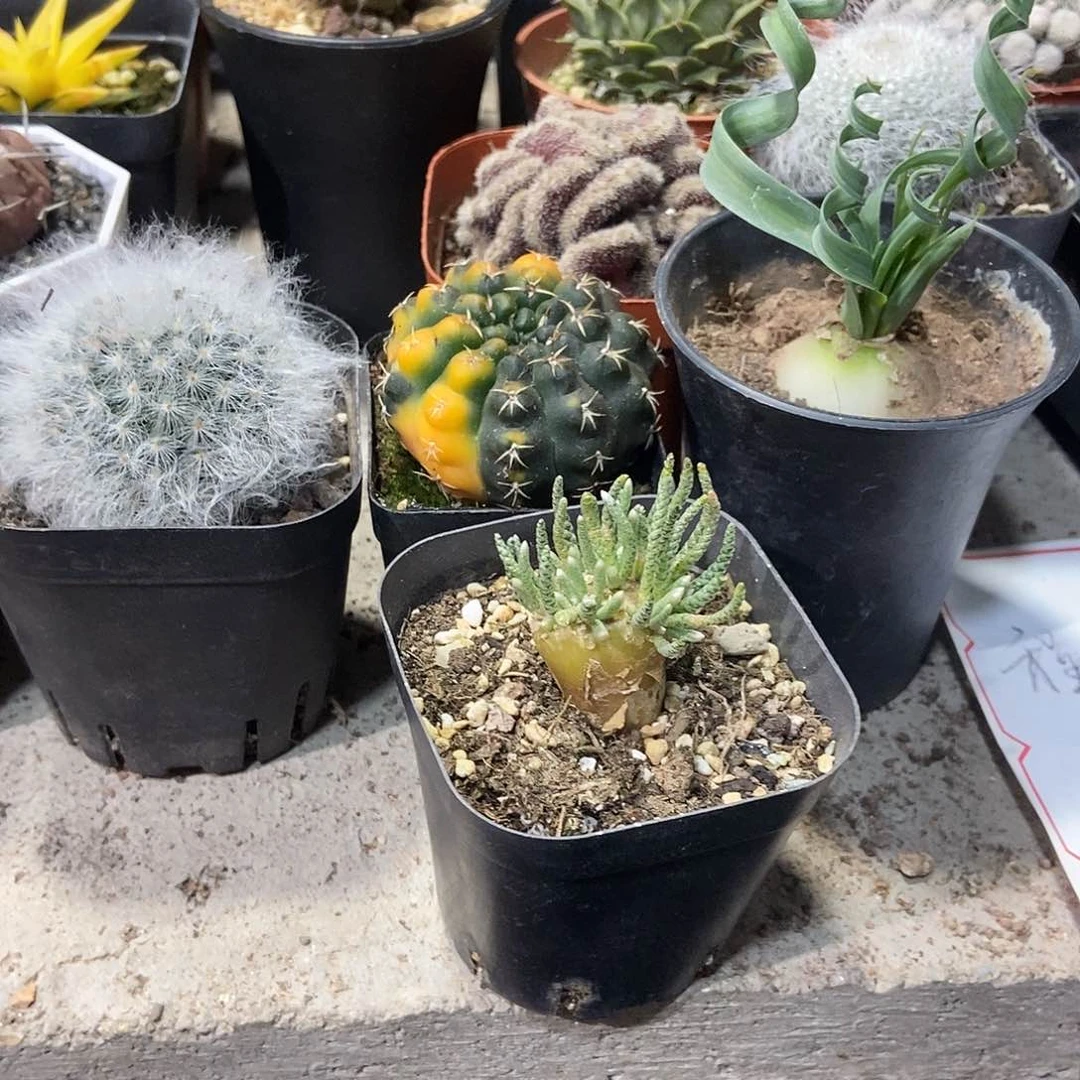 韧劲一个一物一拍