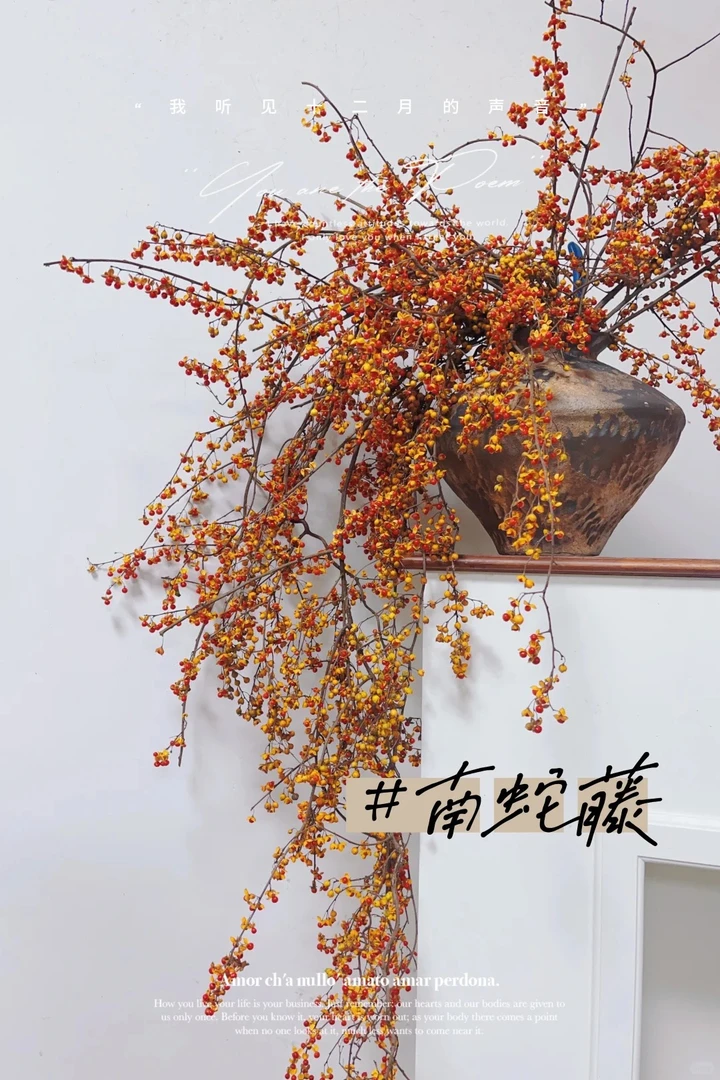 婵之语花咖婵之语优选国产秋天氛围花材【南蛇藤】