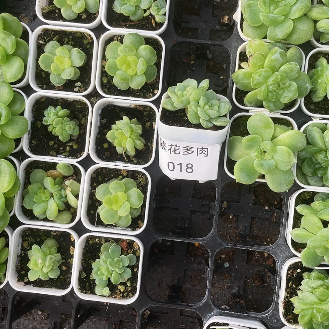 018 白冰中苗盆3号床一个满25包邮