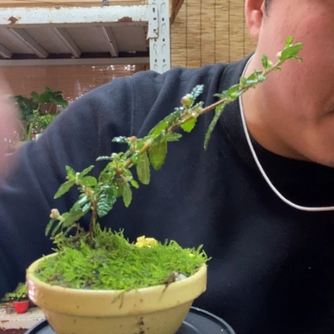 红陶一物一拍所见即所得23