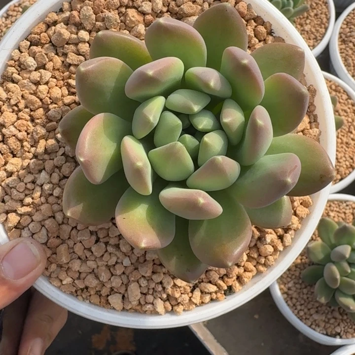 冰河世纪 单头 一物一拍