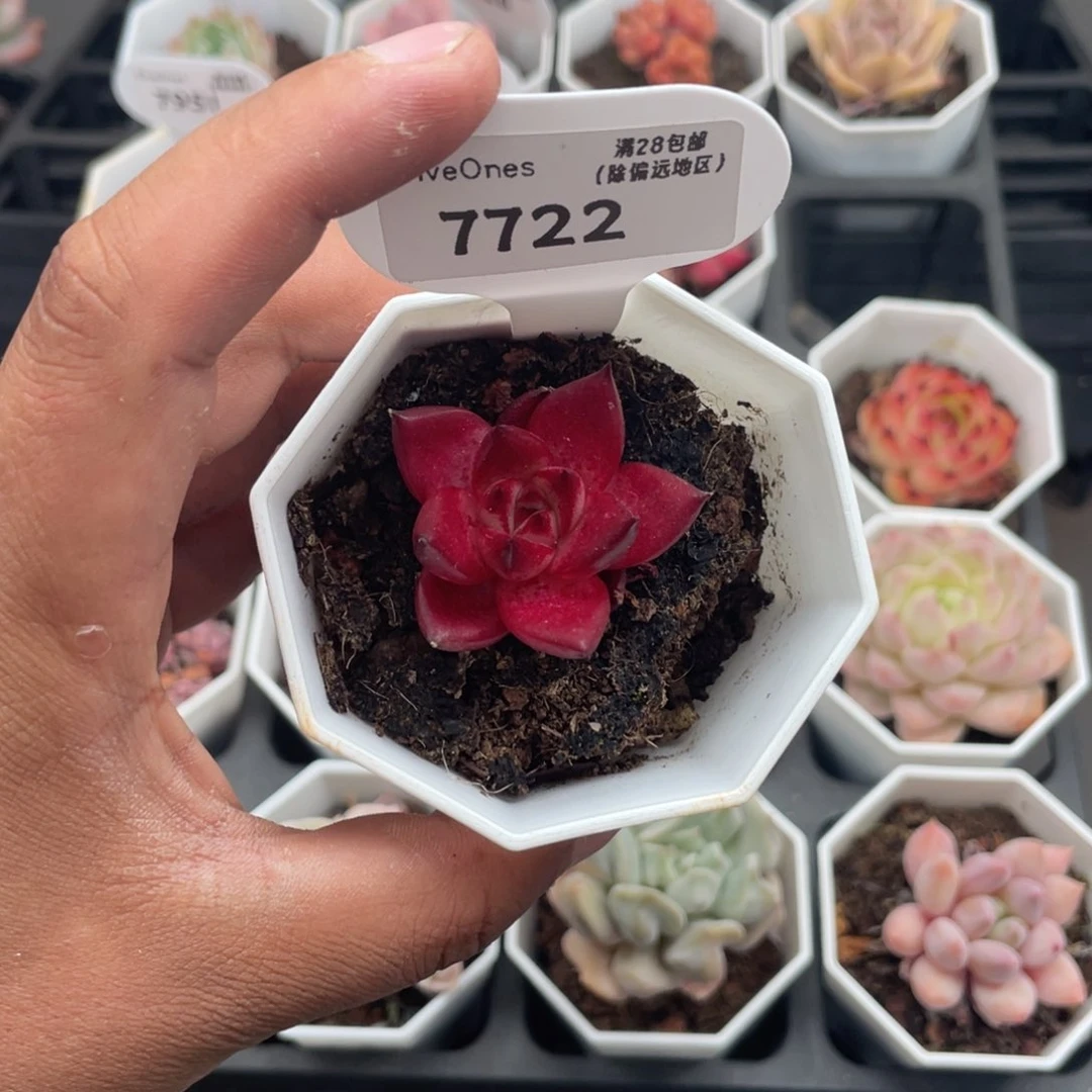 7722罗兵3.5厘米