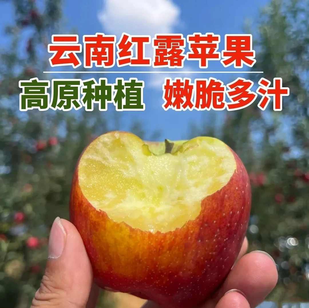 2025当季现摘云南红露苹果早熟红露红苹果甜脆多汁丑萍果