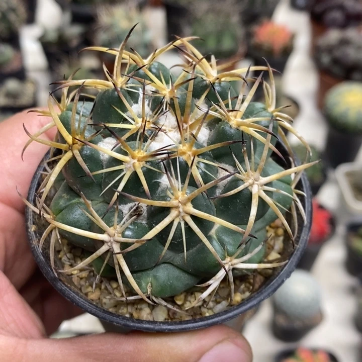 实生天丝象牙特价