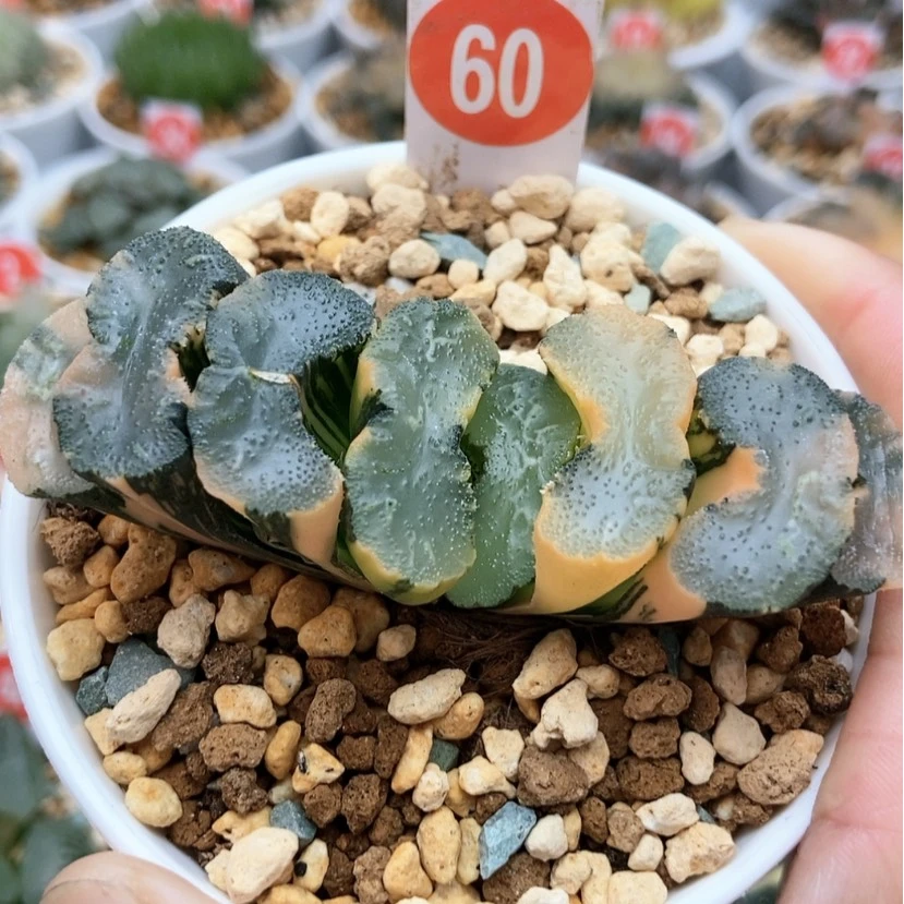 【闪购商品】60广重玉扇锦