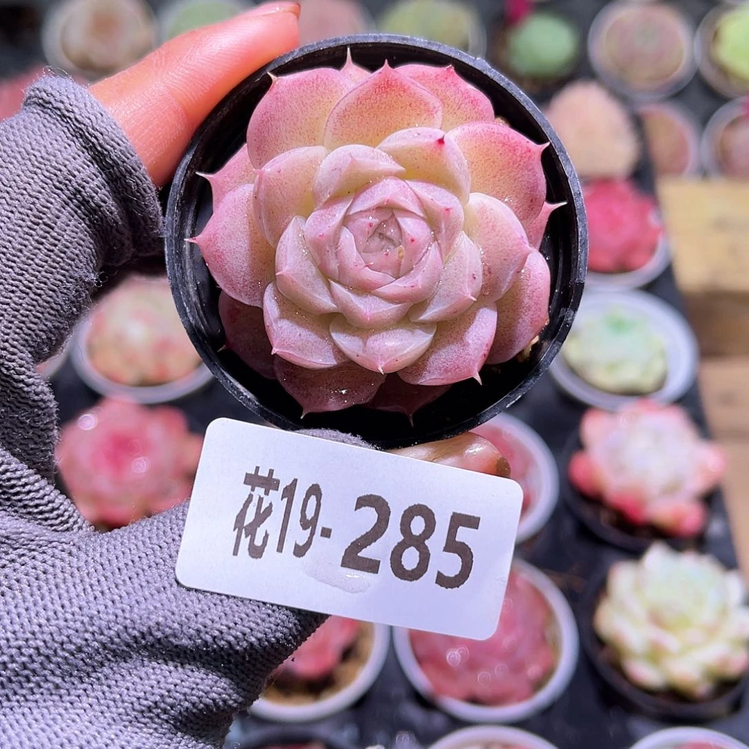 花19+285麦秆单头