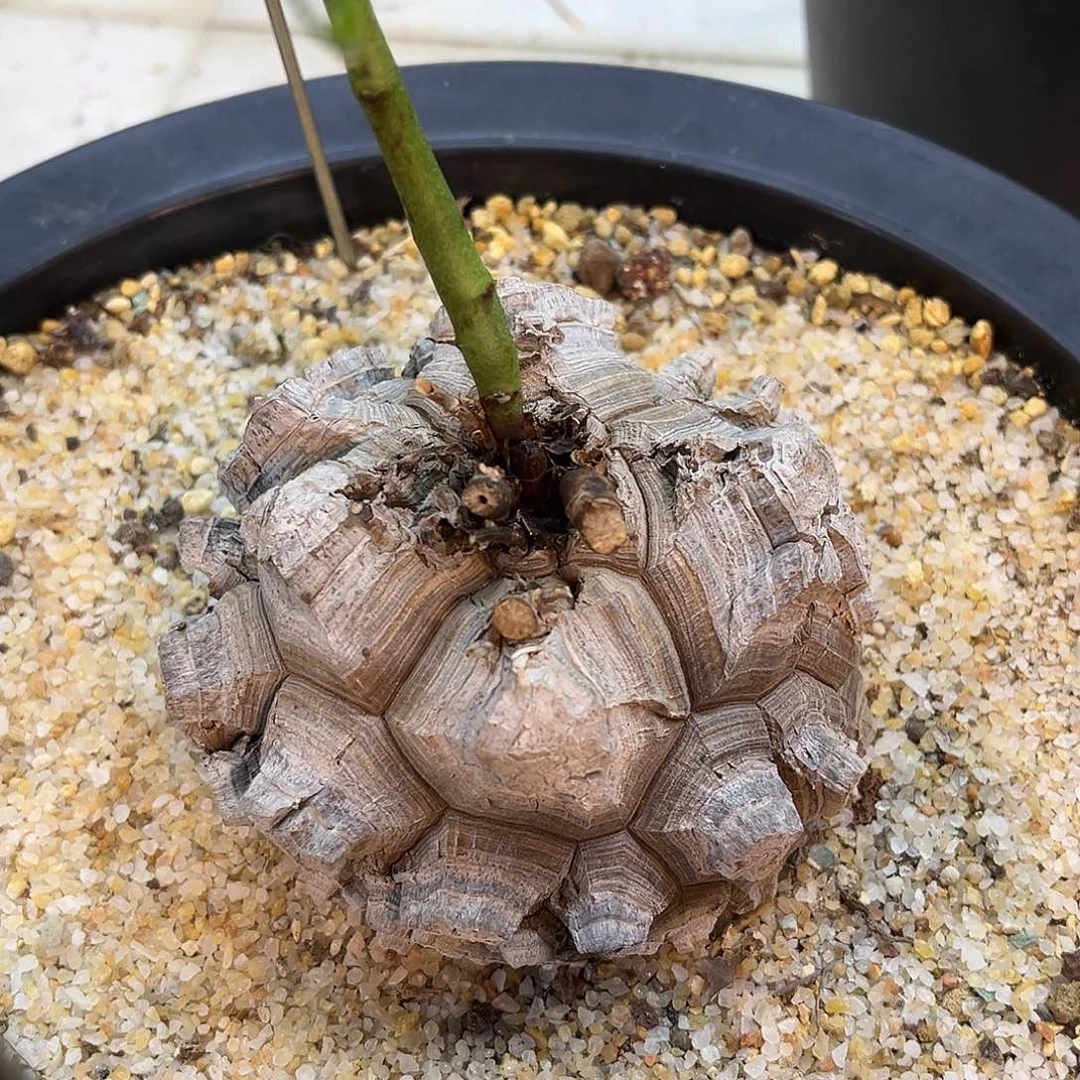 剑甲南非龟甲龙，潮流植物