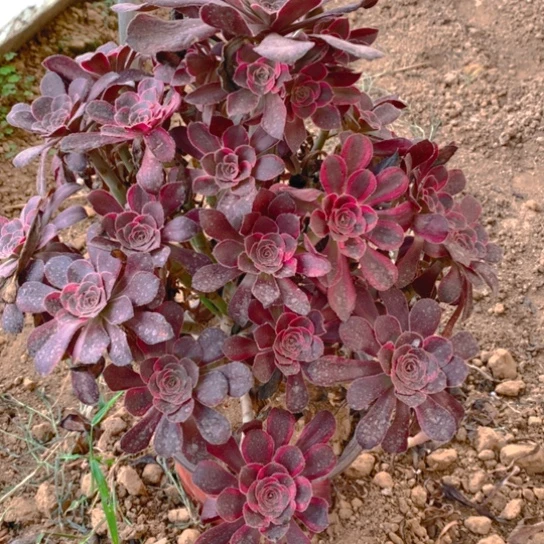 无花朵875多肉植物香奈儿