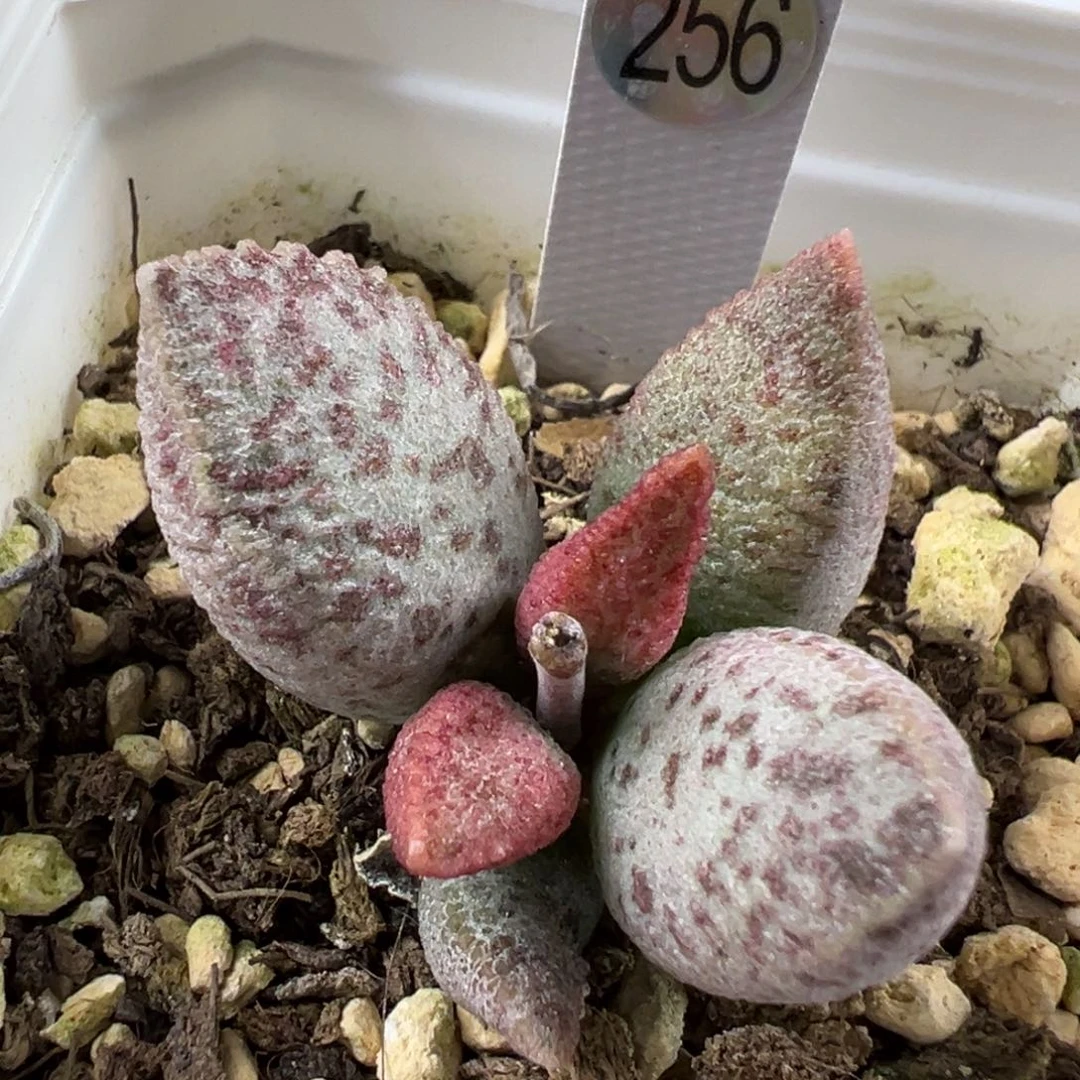 斑点款实生新品多肉植物水泡