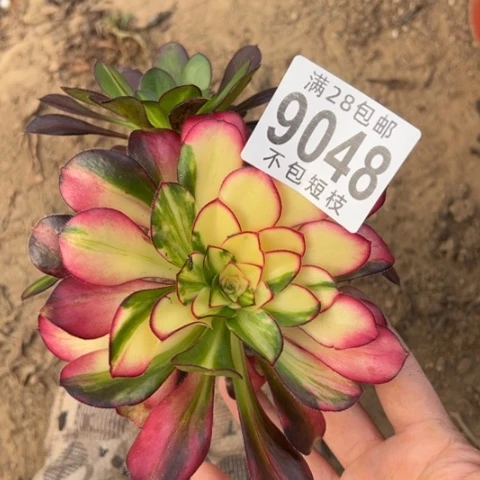 爱马仕无根多肉法师9048