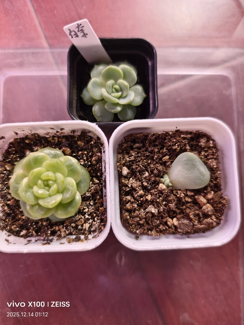 白奈，青桔，梦纱多肉植物一物一拍