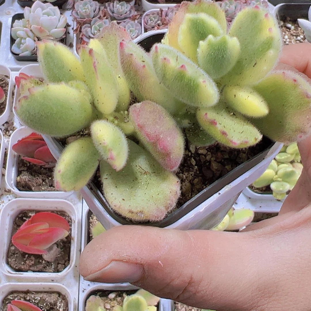 白熊19包邮多肉植物