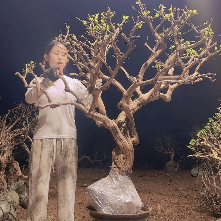 当前无花栽培后可以开花