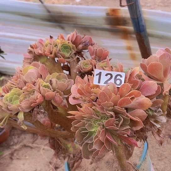 冬***姐多肉植物一个法师有伤
