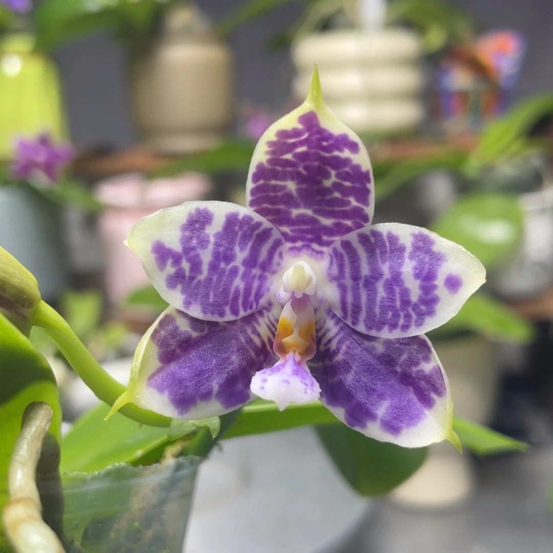 完全开放YC50，2.5杯开花株