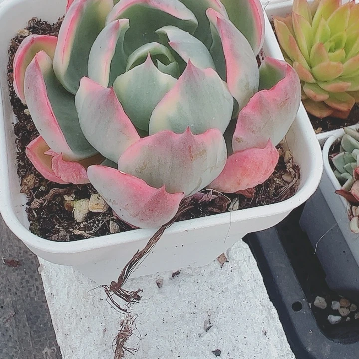 『***』多肉植物多肉植物
