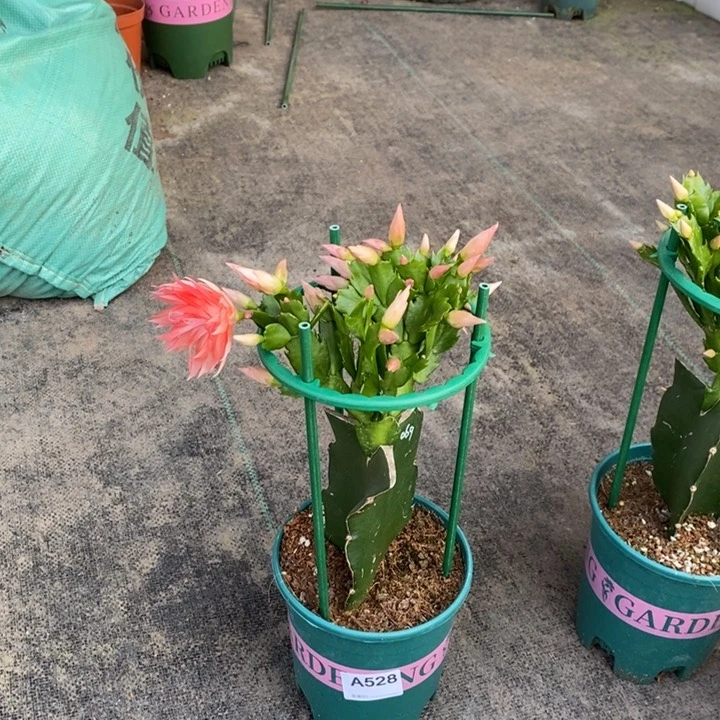 大部分花苞少量开放528嫁接069