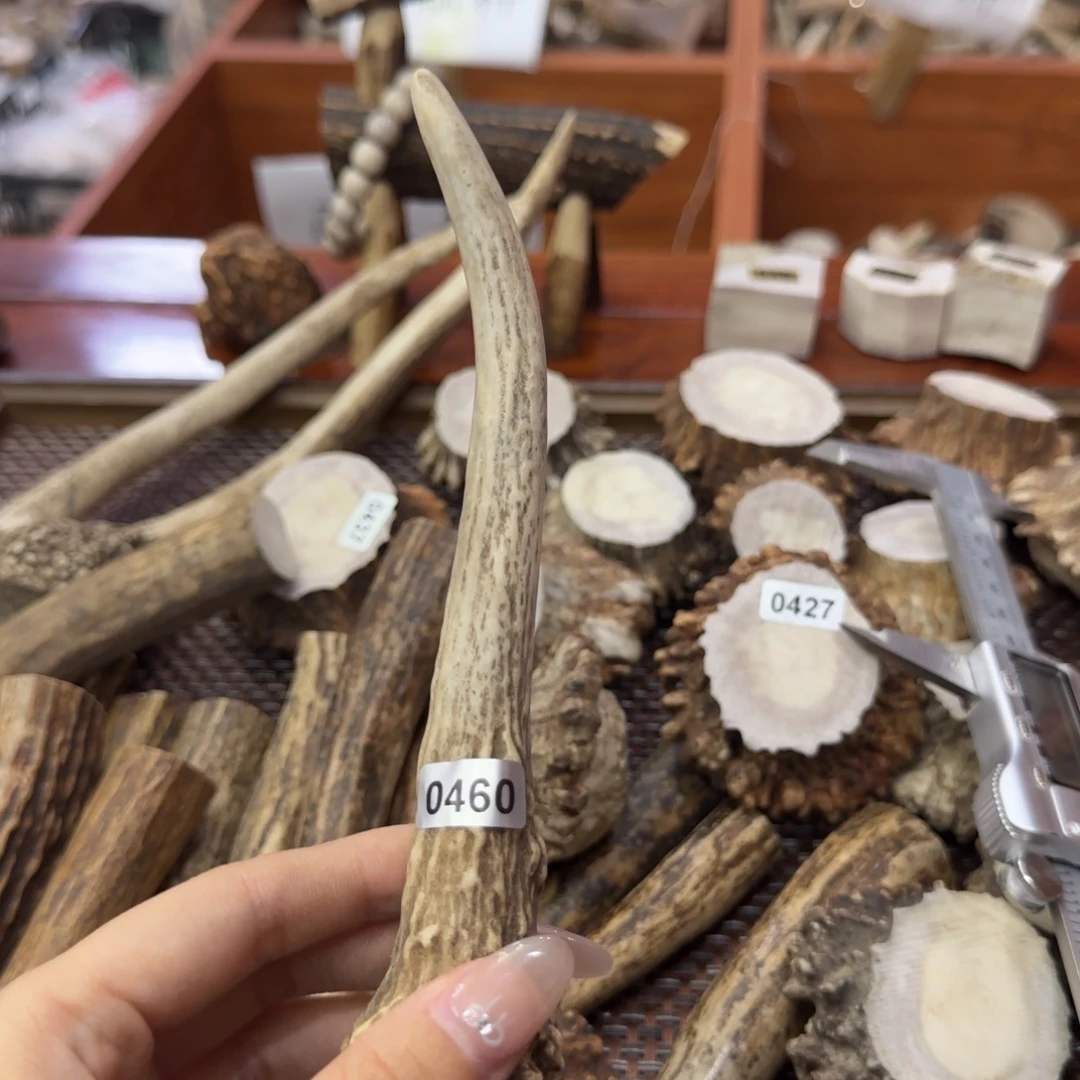 鹿骨其他0460梅花鹿独角17长