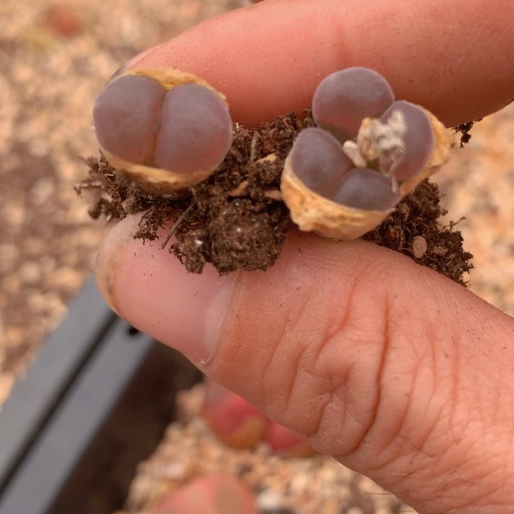 48899808888998865645